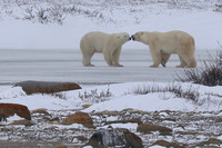 19Ch Polar Bears