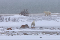 17Ch Polar Bears in Snow