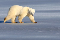 Churchill Polar Bears 2022