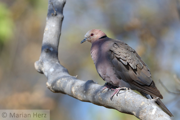 134Khw Red-eyed Dove (2)
