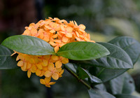 FlowerOrange_1705