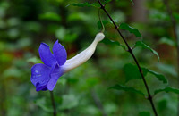 FlowerPurple_1695