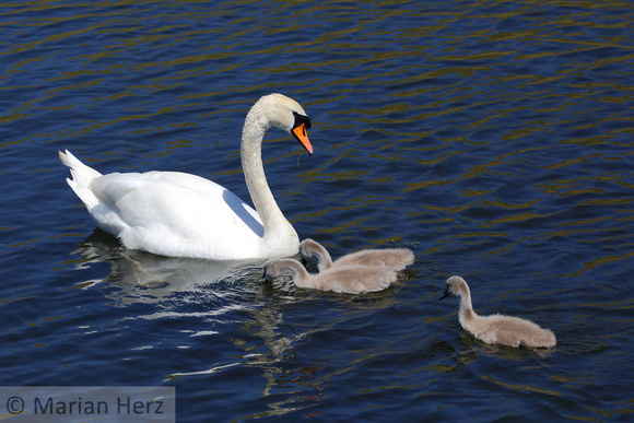 35Cop Mute Swan with Cygnets