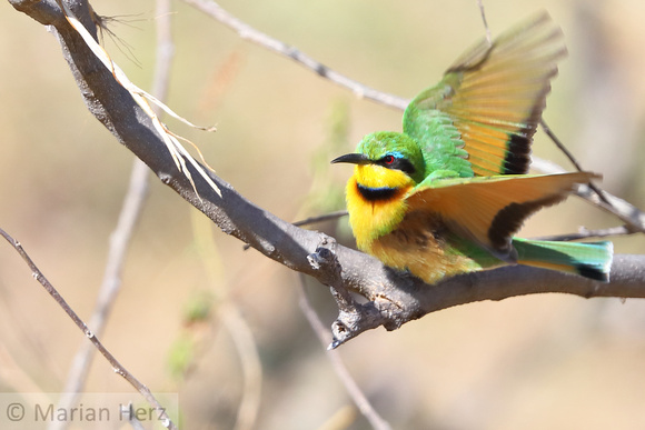 128Khw Little Bee-eater (1)