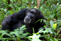 15Kib Chimpanzee (8)