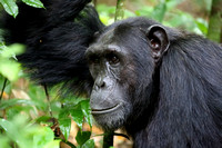 13Kib Chimpanzee (1)
