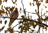 9Win Laughing Dove
