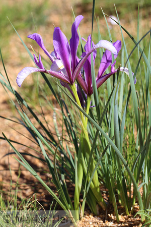 64Bag Iris