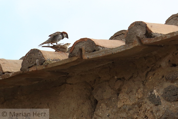 38Pomp Italian Sparrows Mating