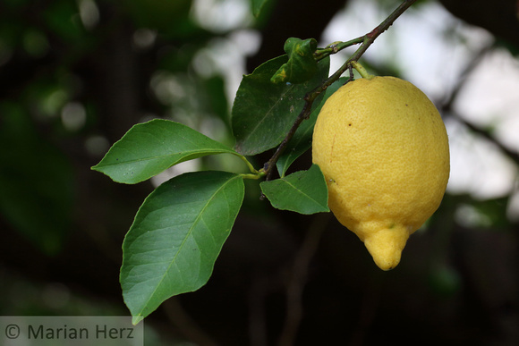 67Pomp Lemon