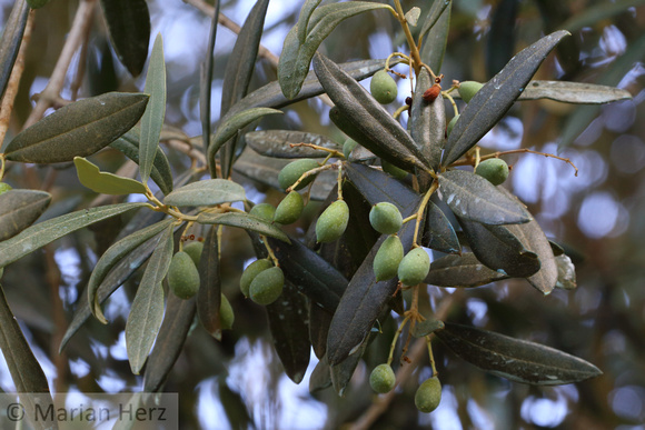 73Pomp Olives
