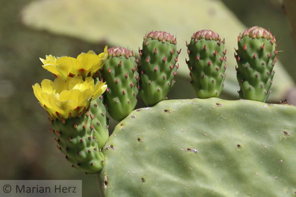 94Sic Prickly Pear Cactus