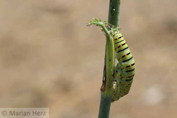 145Sar Caterpillar