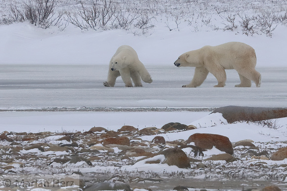 20Ch Polar Bears