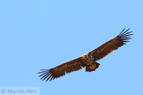 481IG Cinereous Vulture