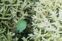 12Row Green Damselfish
