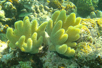 17Row Coral