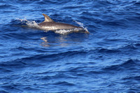 21Row Bottlenose Dolphin