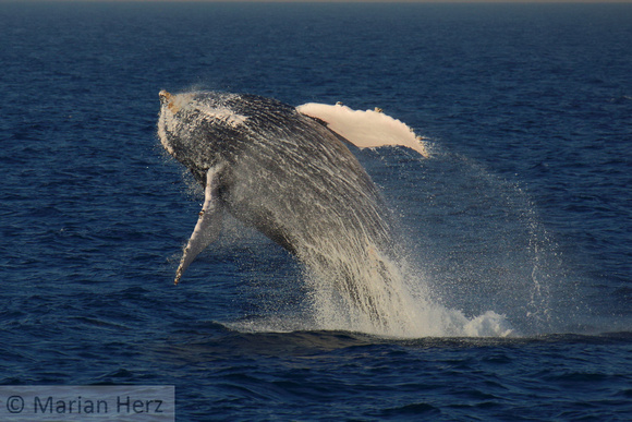 33Sea Humpback Whale