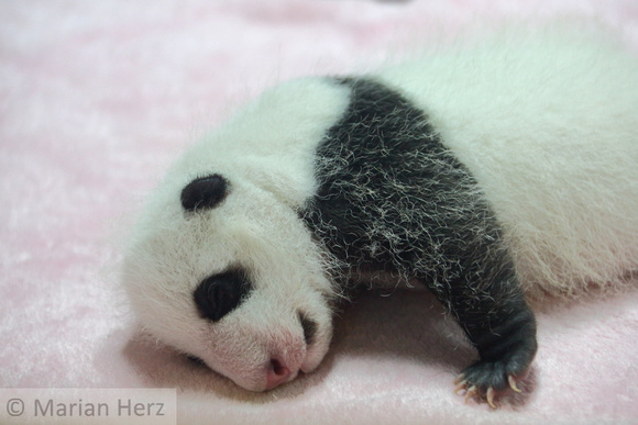 3Ch Panda Baby