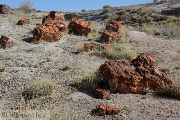 55PF Petrified Forest (7)