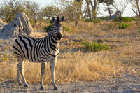 8Mor Burchell's Zebra (1)