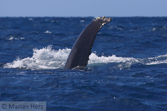 43SB Humpback Whale Female 8A Silver Banks, DR
