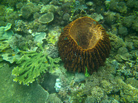 15Raj Barrel Sponge