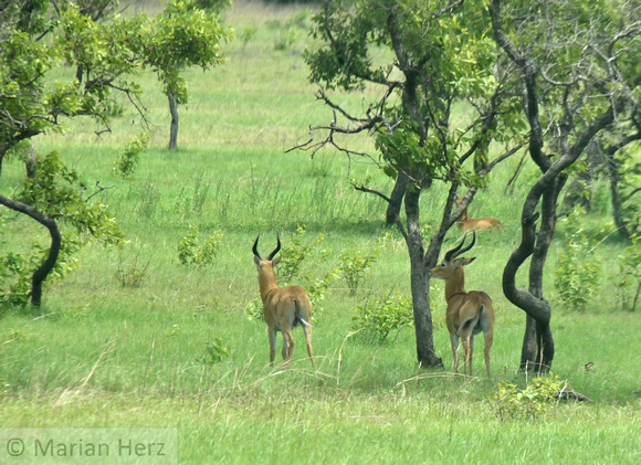 97Ghana Antelope, Kob