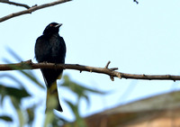 10Gambia Bird, Drongo Fork-tailed (1)
