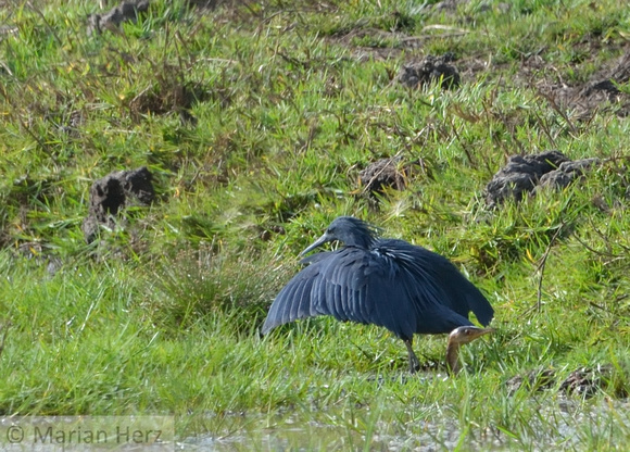 16Gambia Bird, Heron Black (1)