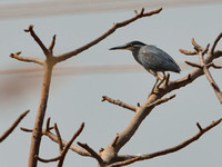 18Gambia Bird, Heron Green-Backed