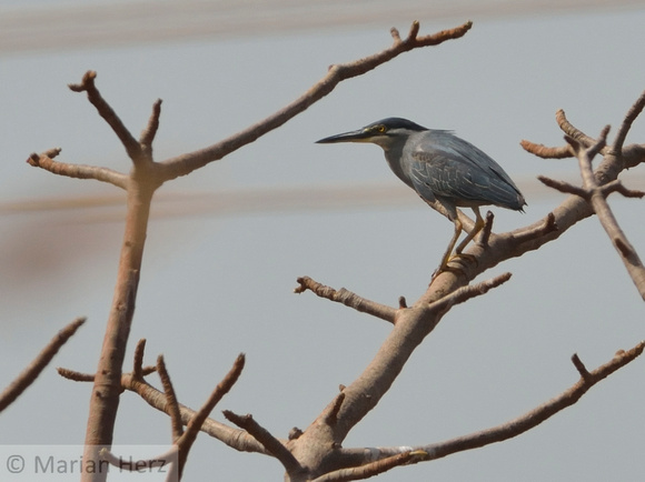 18Gambia Bird, Heron Green-Backed