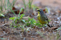 8Pha Yellow-fronted Canary (4)