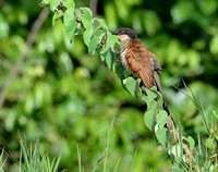 7Gambia Bird, Coucal Senegal (1)
