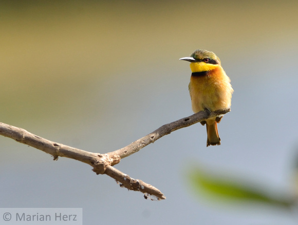 82Dakar Bird, Bee-eater Little (25)