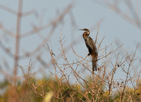 8Gambia Bird, African darter