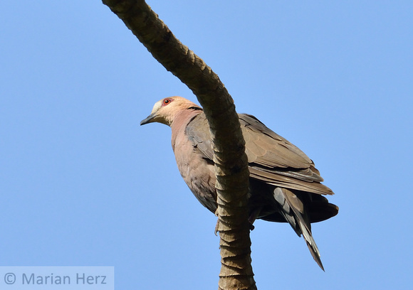 9Gambia Bird, Dove African Mourning (2)