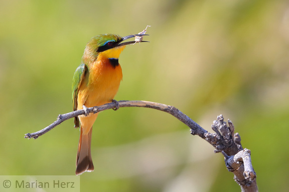 52Mor Little Bee-eater (4)