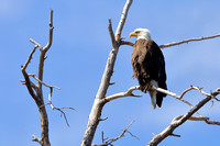 14WL Bald Eagle