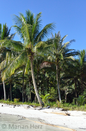 Beach Palm_026