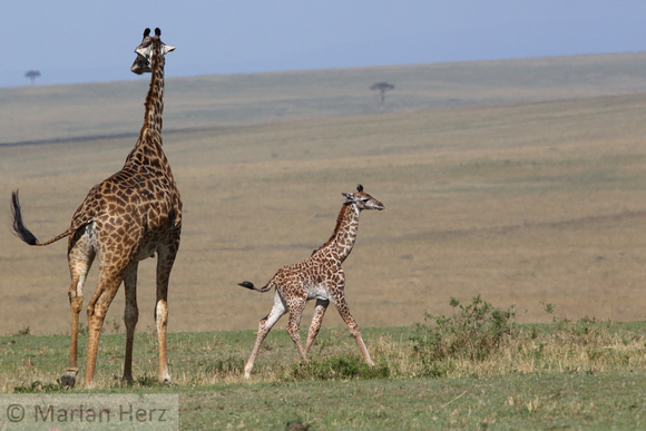 302Ash Masai Giraffe