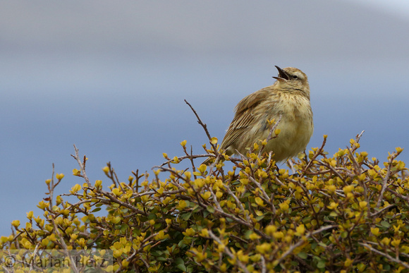 6302Cam Campbell Island Pipit