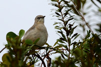 15CC Northern Mockingbird
