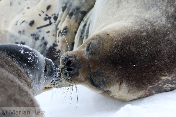 206Dry Weddell Seal and Pup