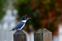 2CC Belted Kingfisher