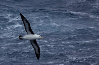 5Sea Black-browed Albatross
