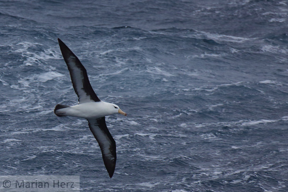 5Sea Black-browed Albatross