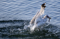 Ring-billed Gull (7)