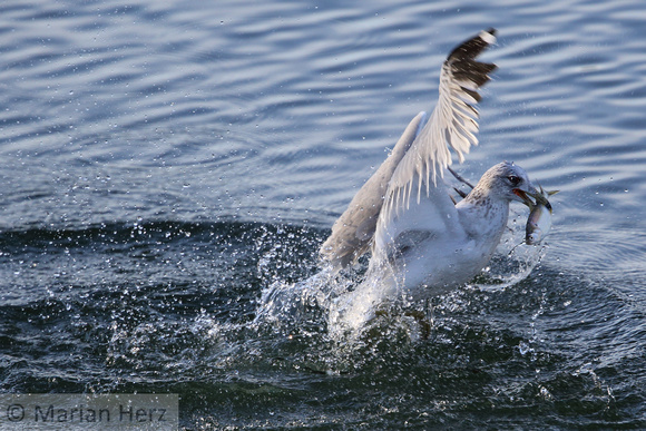 Ring-billed Gull (7)